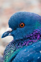 Close Up Of Pigeon