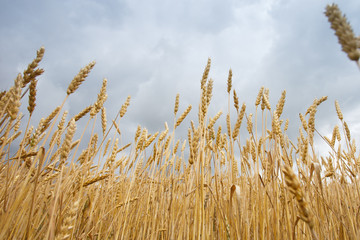 spikelets of wheat against the sky as a harvest