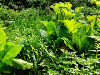 Poster - young plants in the garden