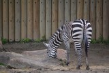 Fototapeta Konie - zebra in zoo