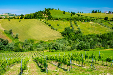 Wall Mural - Abruzzo Vineyards