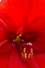  Red Lily Called Candelaria Jardin In Central America, Guatemala, Ornamental Flower Intense Color, Passion Red, Detail Of Love And Passion.