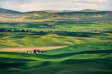 Beautiful Farmland Patterns Seen From Steptoe Butte, Washington. High Above The Palouse Hills On The Eastern Edge Of Washington, Steptoe Butte Offers Unparalleled Views Of A Truly Unique Landscape.