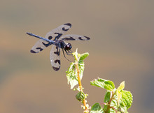 Banded Pennant Dragonfly