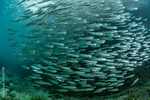 Obraz Dibond School of Juvenile sardine