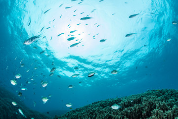 Wall Mural - Blue green chromis and Staghorn damselfish	