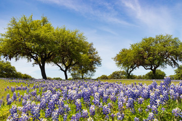 Bluebonnets wildflowers under large trees in field and blue sky background