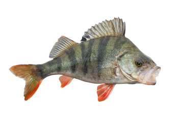 Wall Mural - Perch fish. Live trophy isolated on white background. Perca fluviatilis