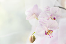 White Orchid Flower Close Up. Selective Focus. Horizontal Frame. Fresh Flowers Natural Background.
