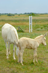 Wall Mural - white donkeys in national park neusiedler see near illmitz, austria