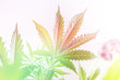 hemp marijuana CBD, indoor grow cannabis indica, white background cultivation cannabis, marijuana legalization, Cannabis vegetation plants, marijuana leaves on light, light leaks