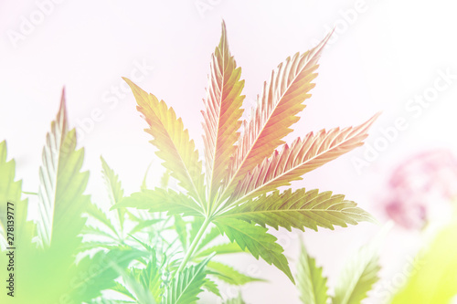 Fotomural hemp marijuana CBD, indoor grow cannabis indica, white background cultivation ca