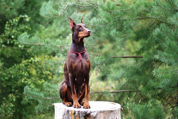 beautiful portrait of doberman