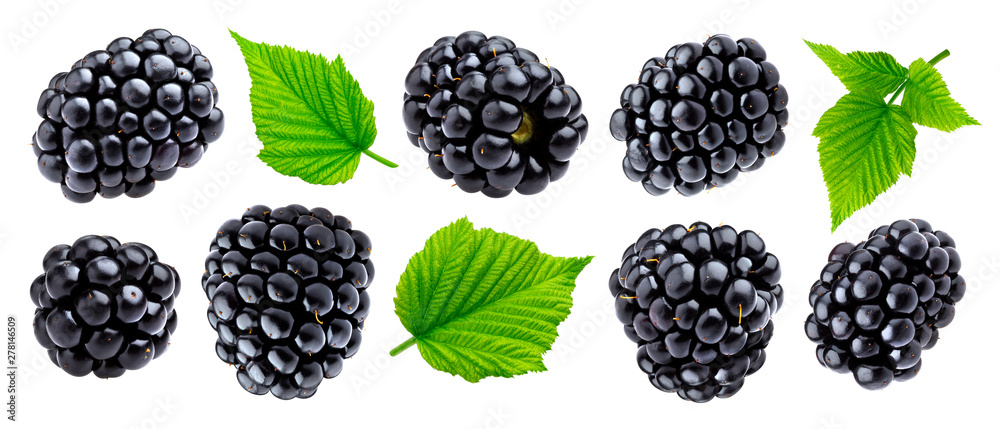 Ripe blackberry isolated on white background closeup - obrazy, fototapety, plakaty 