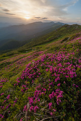 Wall Mural - mountain landscape with flowers