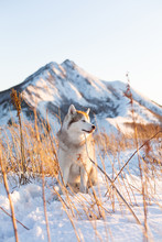 Beautiful, Happy And Free Siberian Husky Dog Sitting On The Hill At Sunset On Mountains Background