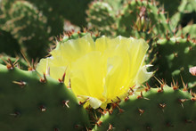 Yellow Cacti Flowers Blooming In Botanical Garden