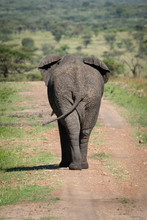African Bush Elephant On Track From Behind