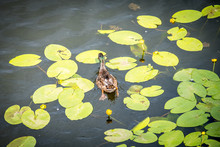 Duck Swims Through Water Lilies On The Lake