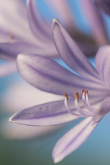 Wall Mural - closeup of a flower