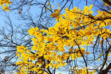 Wall Mural - Branchs of with yellow golden leaves hornbeam ( Carpinus betulus ) against sun light in autumn in forest. View from below