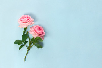 Wall Mural - beautiful flowers pink roses on a blue paper background with space for text. top view, flat lay