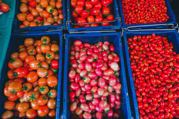 Group of fresh organic red tomatoes 