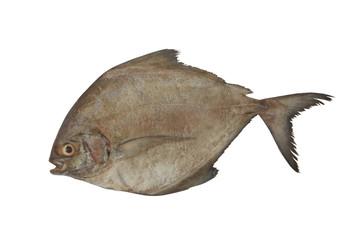 Wall Mural - Black pomfret fish