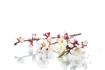 Wall Mural - Branch with apricot flowers on a white background