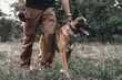 Portrait of a brown belgian malinois that walks on a leash with the owner. Dog training. Nature is man's friend. Walk with a pet in the park