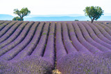 Fototapeta Lawenda - Lavender fields with trees in the distance. Valensole, Alpes-de-Haute-Provence/France.