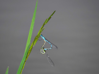 Common blue damselfly (Enallagma cyathigerum), mating