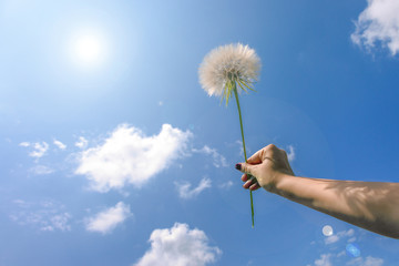 big white dandelion in hand against the blue sky, sunny summer day concept