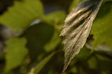 macro leaf in sunlight on background