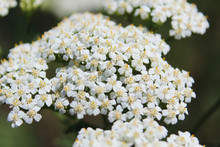 Close-up View Of White Milfoil Flowers On A Sunny Day In The Meadow