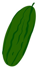 Poster - Fresh cucumber, illustration, vector on white background.