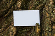 white empty business card on a tree background. template for mock up
