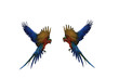 Left and right view Of macaw parrots.