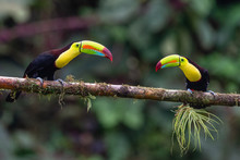 Keel-billed Toucan - Ramphastos Sulfuratus, Large Colorful Toucan From Costa Rica Forest With Very Colored Beak.