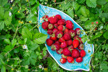 Wall Mural - strawberry on a plate in the form of a leaf on a green forest zone