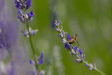 Fototapeta Lawenda - lavender flower and bee