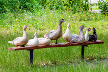 A Flock Of Muscat Ducks Is Sitting On The Bench In The Garden Of The Farm_