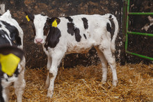 Calf At Modern Agriculture Stable