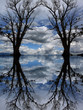 Zwei kahle Bäume, vertikal und horizontal gespiegelt-photomontage-frank-xavier-austria