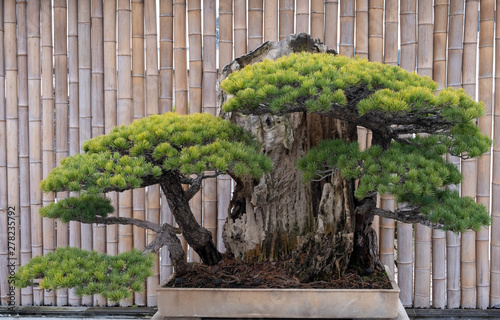 Bonsai Tree Potted With Bamboo Wall As Background Shanghai City China Buy This Stock Photo And Explore Similar Images At Adobe Stock Adobe Stock