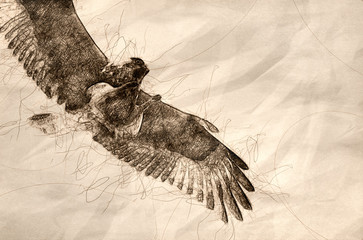 Poster - Sketch of a Rough-Legged Hawk on White Background