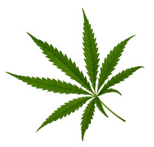 Marijuana Leaf Isolated On White Without Shadow
