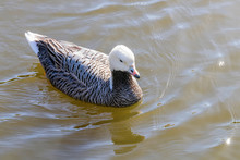 Emperor Goose Swimming In Water (Anser Canagicus)