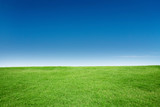 Green Grass Texture with Blang Copyspace Against Blue Sky