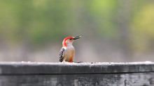 Close Up Shot Of Red Bellied Woodpecker On Fence